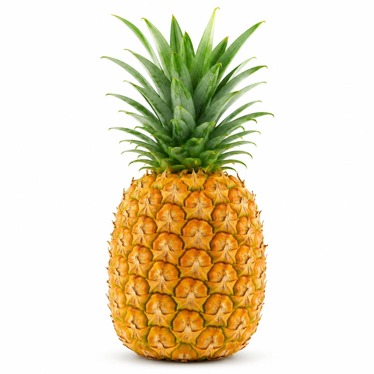 Pineapple Supreme Besar