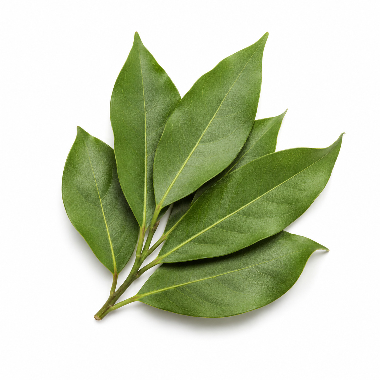 Bay Leaf