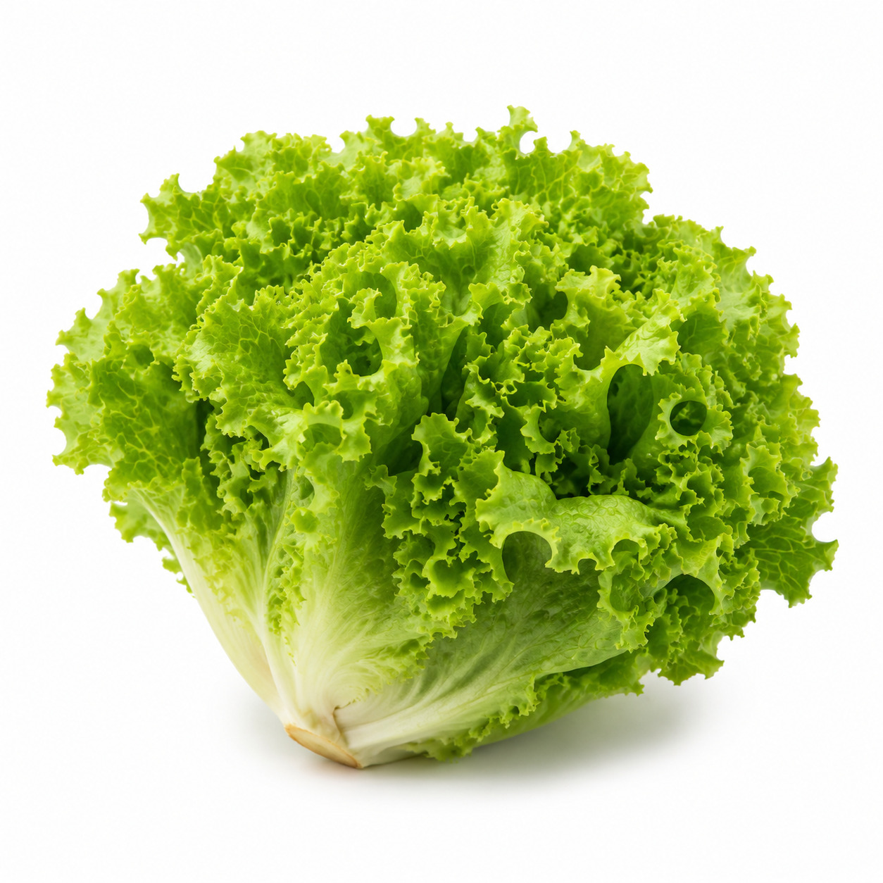 Green Curly Lettuce