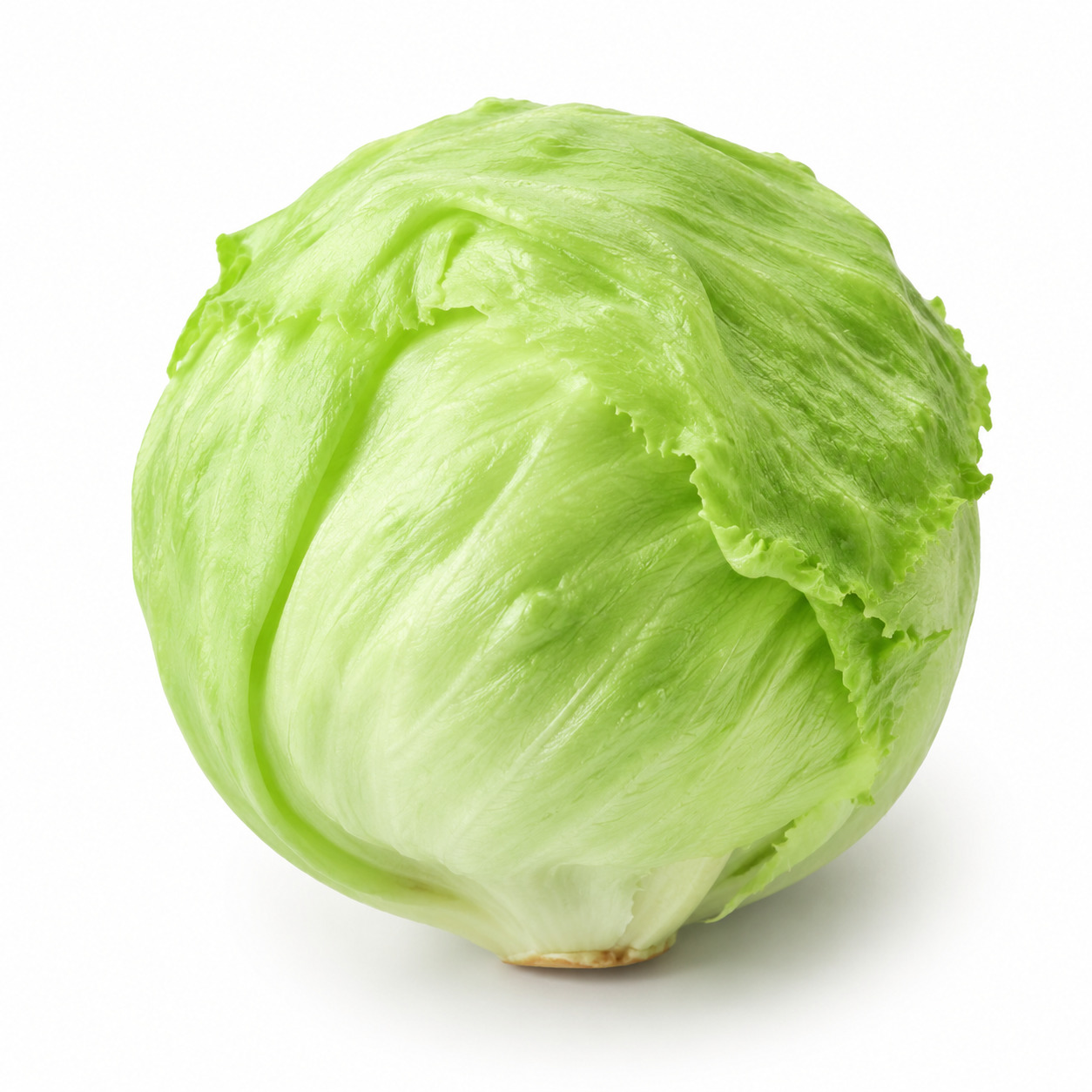 Iceberg Lettuce
