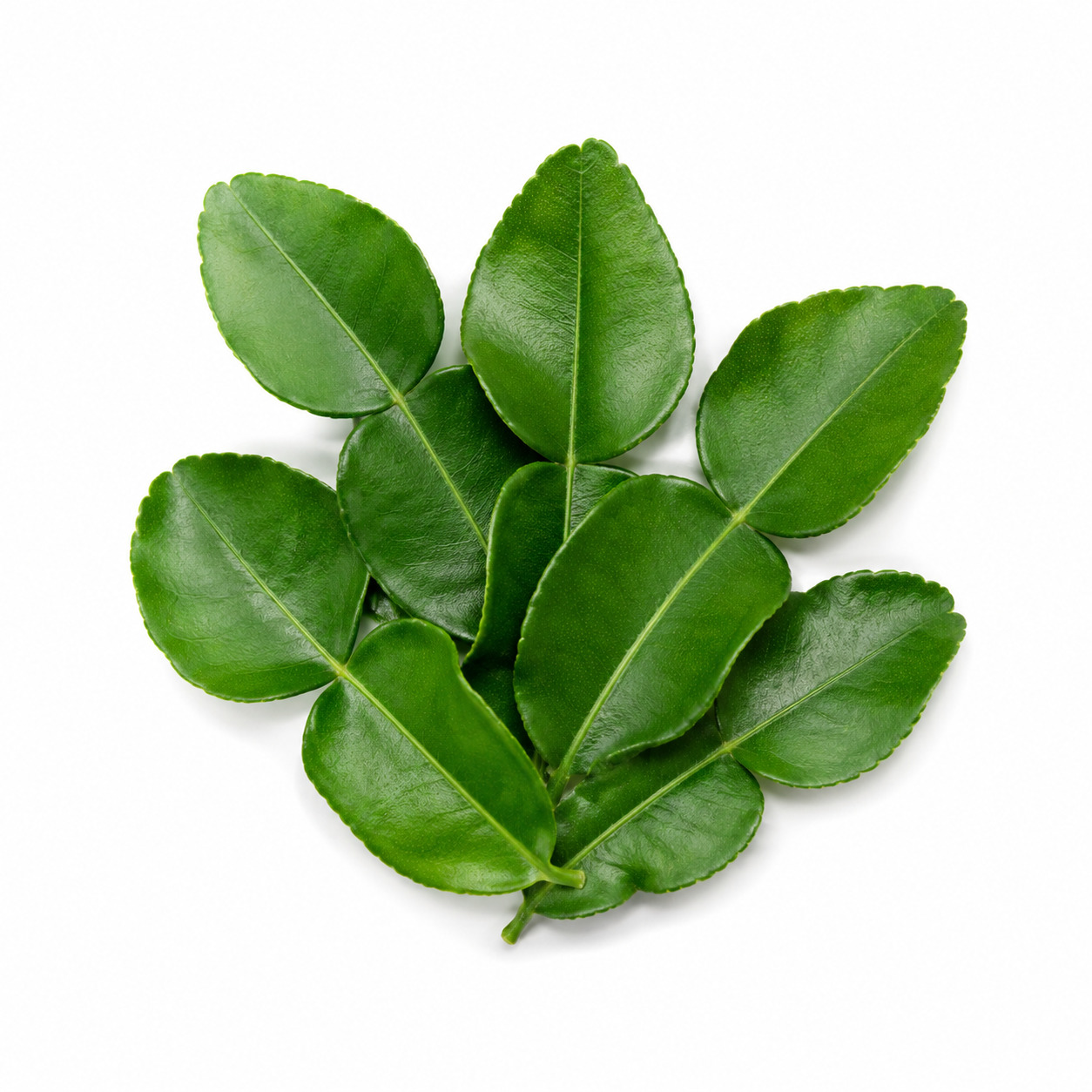 Kaffir Leaf