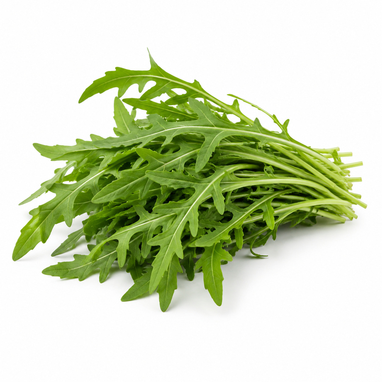 Ruccola