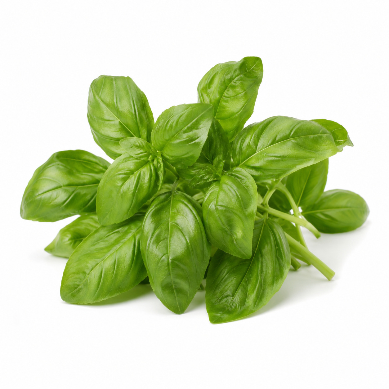 Basil Leaf