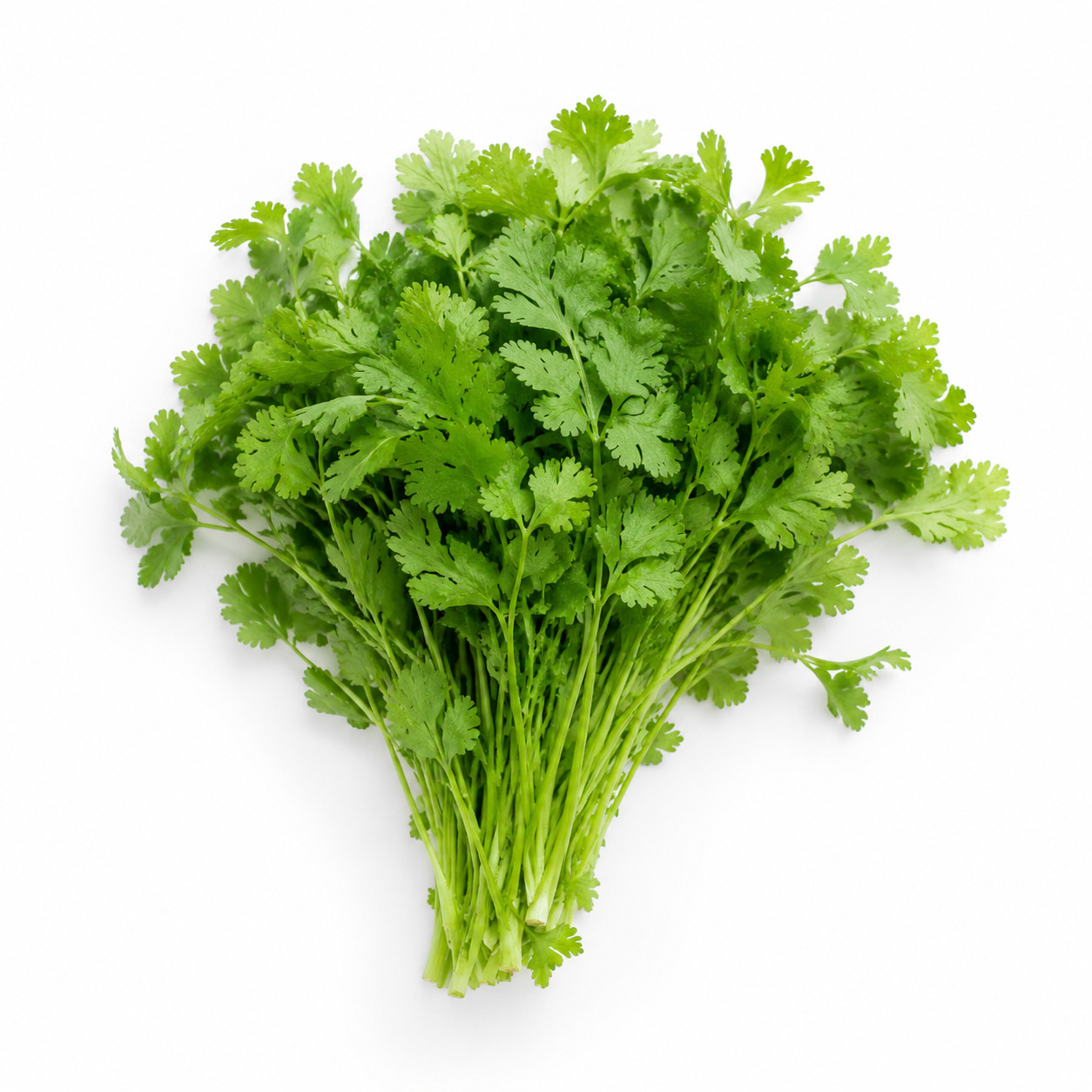 Coriander