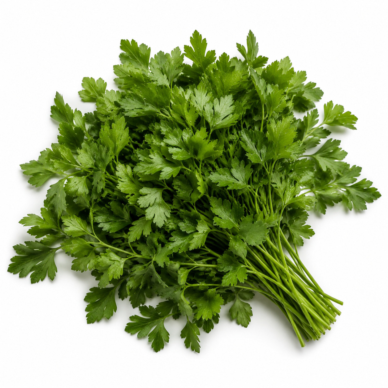 Italian Parsley