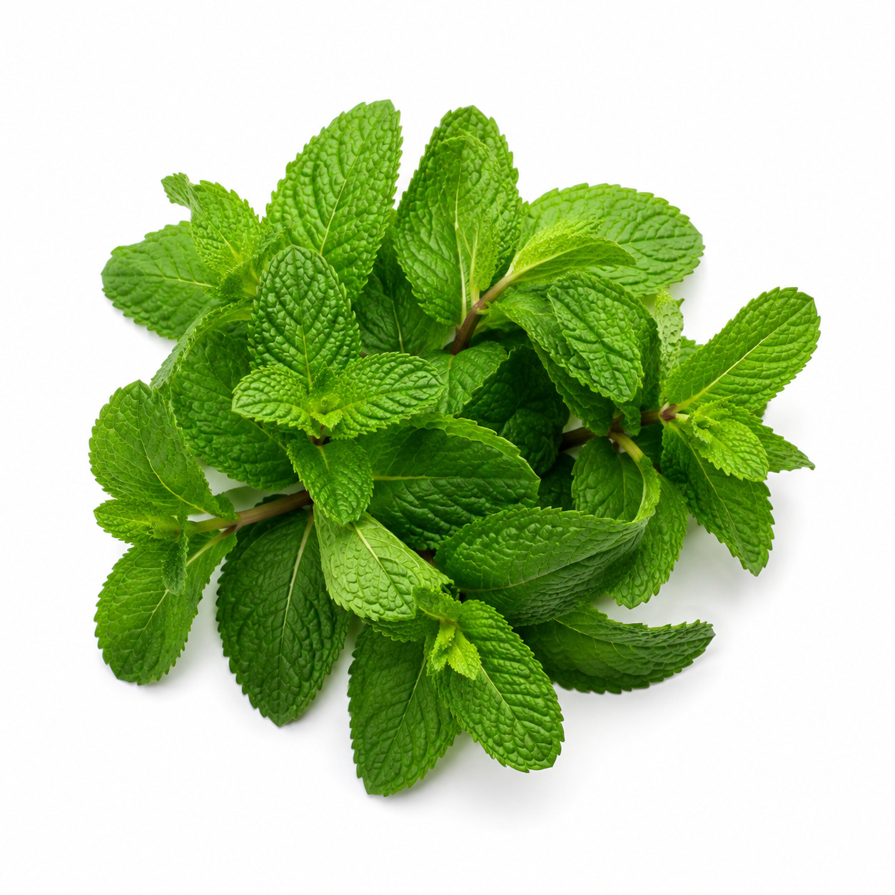 Mint Leaves