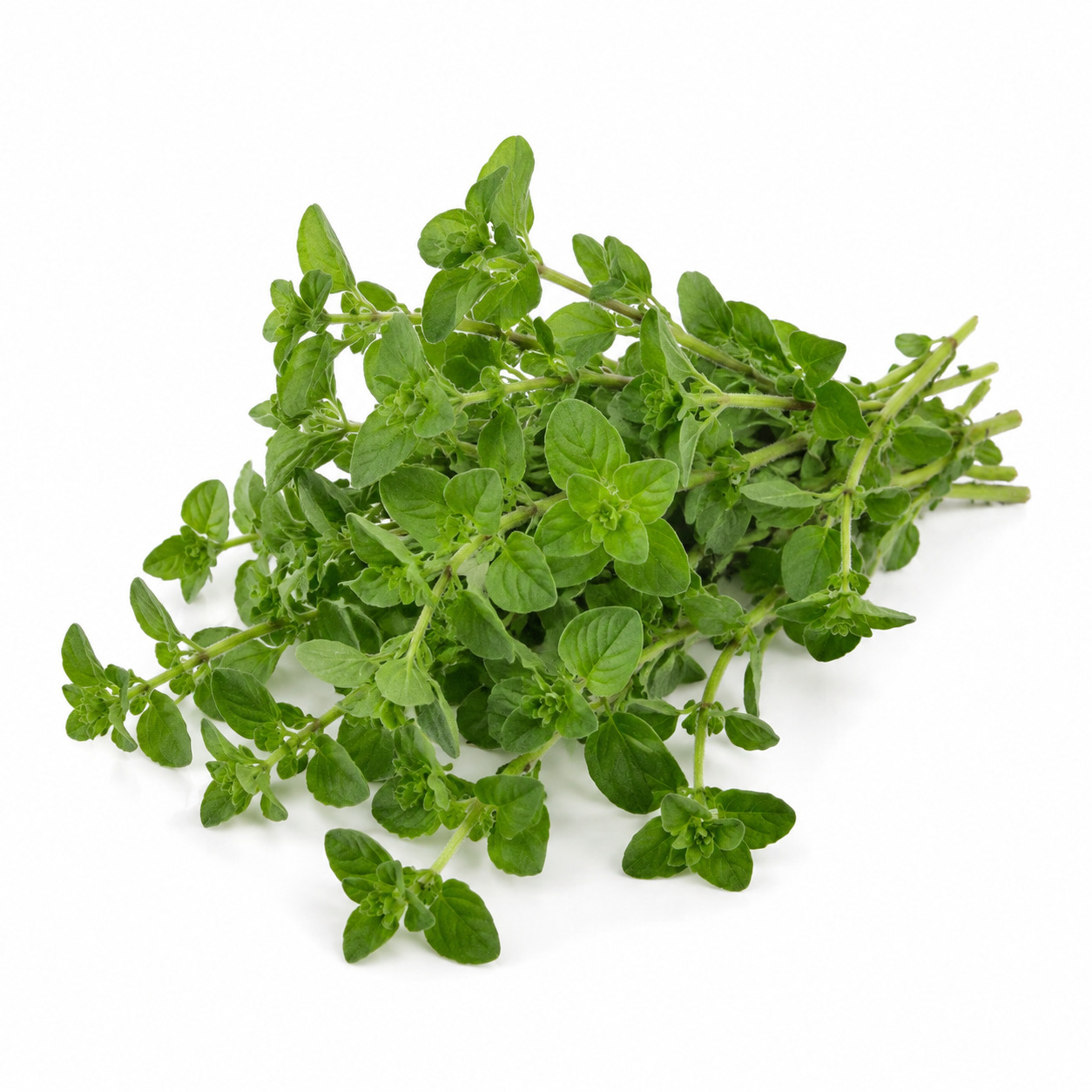 Origano