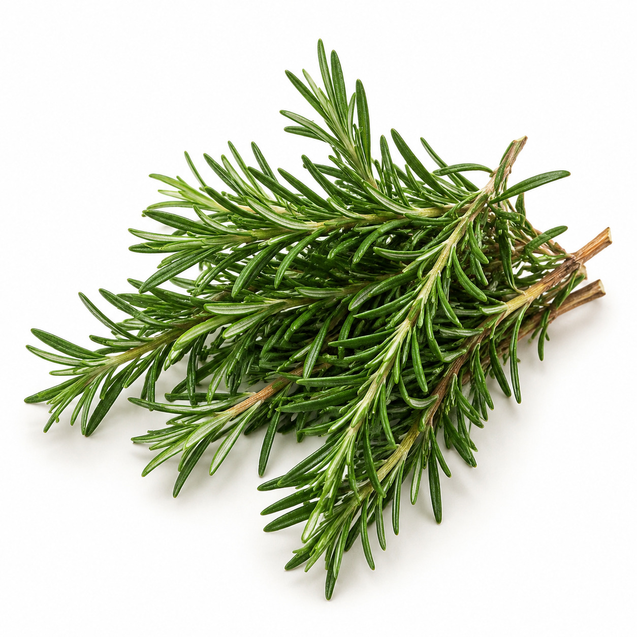 Rosemary