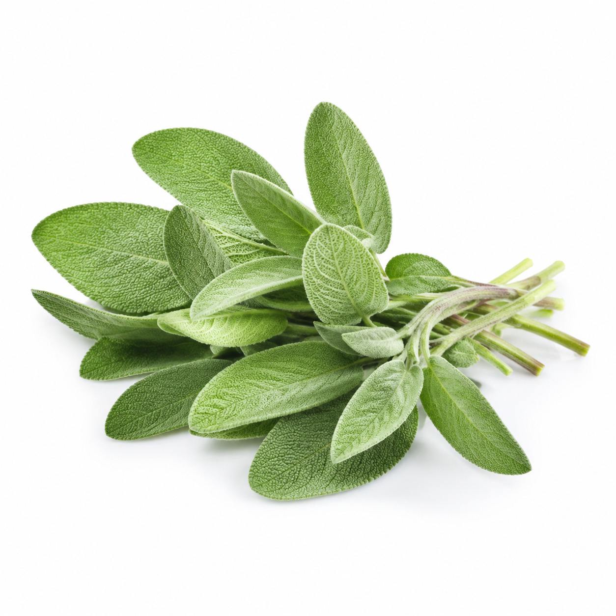 Sage