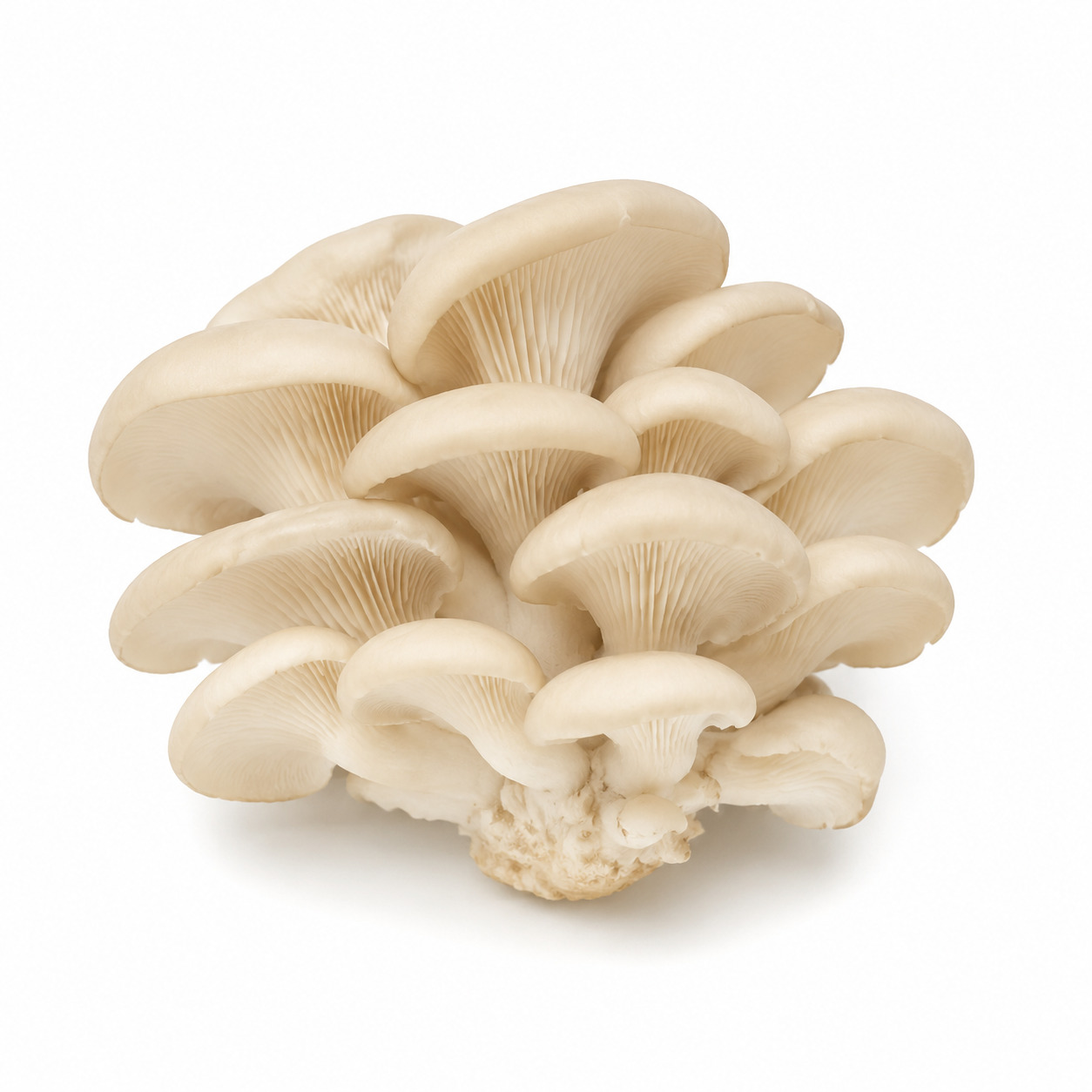 Oyster Mushroom