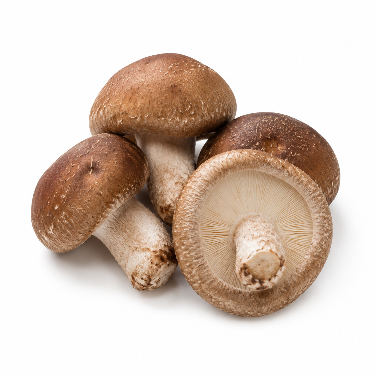 Shitake Mushroom