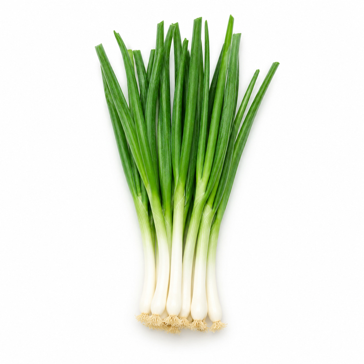 Spring Onion